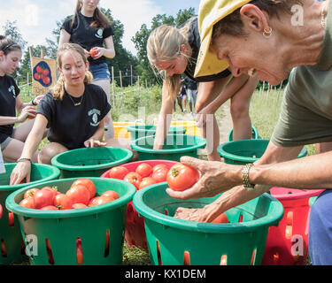Les bénévoles de la ferme avec juste pris des légumes pour la banque alimentaire de Worcester, MA Banque D'Images