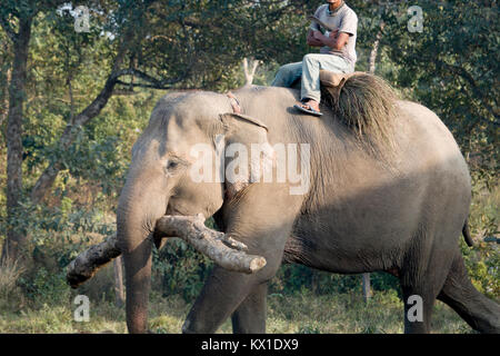 La réalisation de l'éléphant Mahout sur branche d'arbre retour à l'élevage dans la région de Chitwan, Népal Banque D'Images