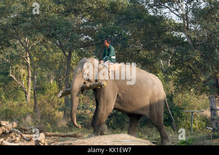 La réalisation de l'éléphant Mahout sur branche d'arbre retour à l'élevage dans la région de Chitwan, Népal Banque D'Images