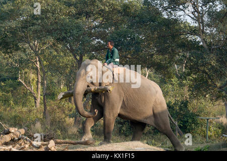 La réalisation de l'éléphant Mahout sur branche d'arbre retour à l'élevage dans la région de Chitwan, Népal Banque D'Images