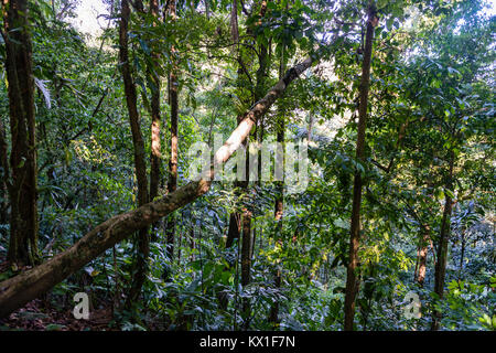 La végétation dense, rainforest, Mistico ponts suspendus d'Arenal Park, Parc National Volcan Arenal, province d'Alajuela, Costa Rica Banque D'Images