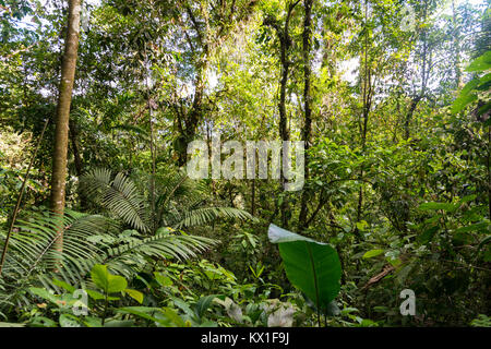 La végétation dense, rainforest, Mistico ponts suspendus d'Arenal Park, Parc National Volcan Arenal, province d'Alajuela, Costa Rica Banque D'Images