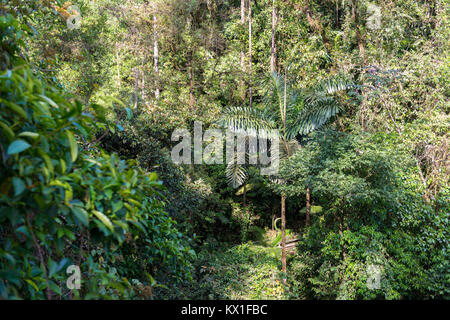 La végétation dense, rainforest, Mistico ponts suspendus d'Arenal Park, Parc National Volcan Arenal, province d'Alajuela, Costa Rica Banque D'Images