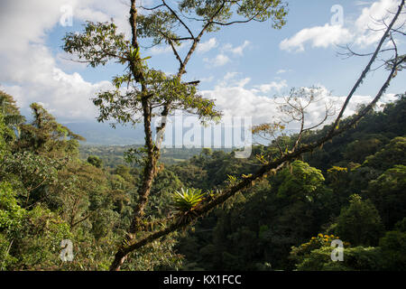 La végétation dense, rainforest, Mistico ponts suspendus d'Arenal Park, Parc National Volcan Arenal, province d'Alajuela, Costa Rica Banque D'Images