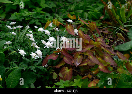 Anemone nemorosa vestal,double blanc,fleurs,l'épimède,Marbre,feuilles,feuillage tacheté,fleurs,fleurs,fleurs,jardin,bois,bois,printemps,shad Banque D'Images