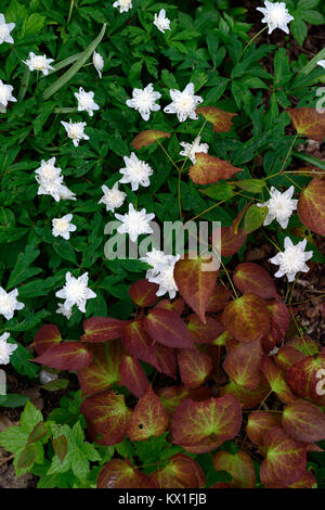 Anemone nemorosa vestal,double blanc,fleurs,l'épimède,Marbre,feuilles,feuillage tacheté jaune,fleurs,fleurs,fleurs,jardin,printemps,bois,bois,DE,shad Banque D'Images