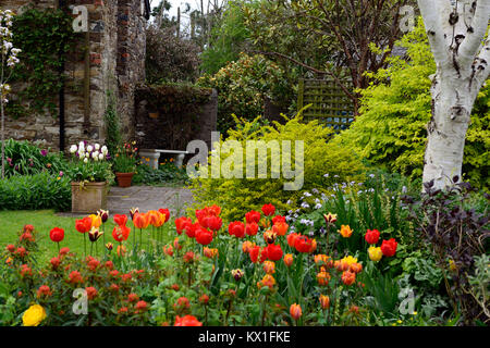 Tulipa Angels Wish,tulipa apeldoorn Elite,darwin hybride,rouge,tulipe,fleurs,affichage,RM Floral Banque D'Images