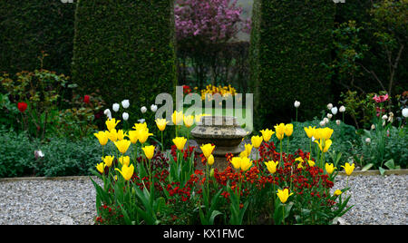 Tulipes jaunes,tulipa,orange Erysimum cheiri, Cheiranthus cheiri,point focal,jardin,section,lit,diviser,,RM floral Banque D'Images