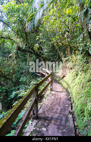 Sentier de randonnée, forêt tropicale, Mistico ponts suspendus d'Arenal Park, Parc National Volcan Arenal, province d'Alajuela, Costa Rica Banque D'Images