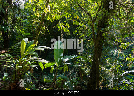 La végétation dense, rainforest, Mistico ponts suspendus d'Arenal Park, Parc National Volcan Arenal, province d'Alajuela, Costa Rica Banque D'Images