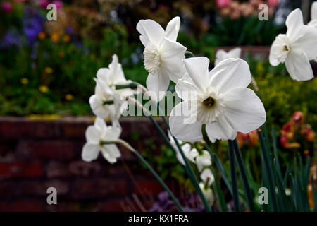 La princesse Zaide Narcisse jonquille,narcisses, jonquilles,blanc,fleurs,fleurs,fleurs,Princesse Jonquille Zaide Floral,RM Banque D'Images