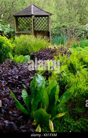 Onoclea sensibilis,fougère sensible,Lysichiton americanus,skunk chou,humide,boggy,humide,jardin,pagode,feuilles,feuillage,RM floral Banque D'Images