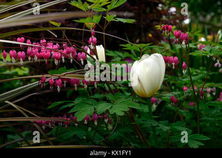 Tulipa anges,souhaitons,Dicentra spectabilis Lamprocapnos,tulip tulipes,rose,blanc, fleurs,fleurs,jardin,jardinage,Fleurs,RM Banque D'Images