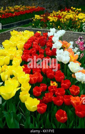 Apeldoorn tulipa tulipa,golden,oxford soulevé lit, lits surélevés,tulip tulipes,rouge,jaune,fleurs,fleurs,Fleurs,RM Banque D'Images