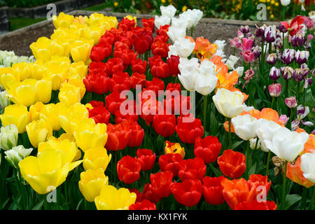 Apeldoorn tulipa tulipa,golden,oxford soulevé lit, lits surélevés,tulip tulipes,rouge,jaune,fleurs,fleurs,Fleurs,RM Banque D'Images