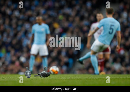 Manchester, UK. 06 Jan, 2018. Pigeons sur le terrain au cours de la FA Cup troisième ronde match entre Manchester City et Burnley au stade Etihad le 6 janvier 2018 à Manchester, en Angleterre. (Photo de Daniel Chesterton/phcimages.com) : PHC Crédit Images/Alamy Live News Banque D'Images