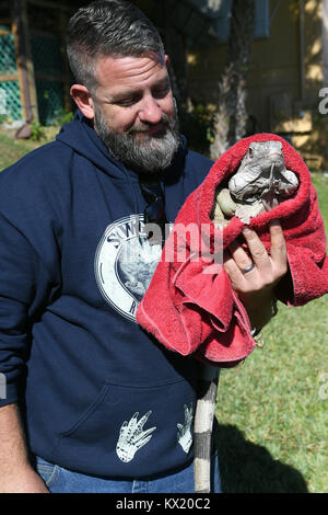 WESTON, Floride - 05 janvier : (COUVERTURE EXCLUSIVE) froid brutal, fait froid dans le nord-est après "bombe cyclone. Florida Fish and Wildlife Conservation Commission ont déclaré que les iguanes peuvent devenir paralysés ou là où le mercure a atteint entre 40 et 50 degrés. Tous les iguanes sur l'état tombent des arbres après être devenu à froid. Guides touristiques et l'on voit ici pour la chaude robe airboat ride comme employé Tim parle de soins 'IGGY l'Iguane par l'enveloppant dans une couverture et même mettre des gants sur lui pour lui tenir chaud au SawGrass Recreation Park situé dans Everglades National Park Banque D'Images
