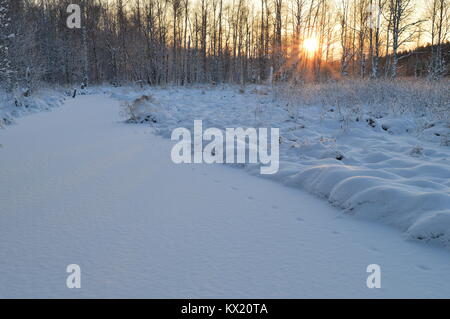 Lumière du soleil à travers les arbres enneigés de l'hiver soleil à l'aube Banque D'Images