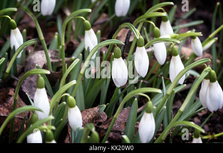 Fleurs blanches et de bourgeons de perce-neige entre une herbe verte. Banque D'Images