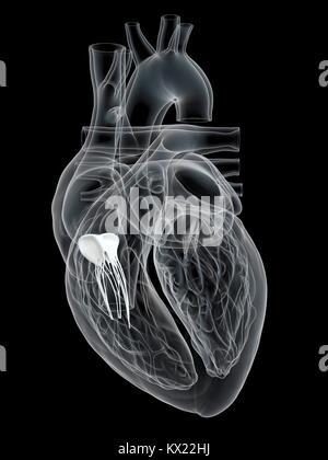 Coeur humain montrant la valve tricuspide, illustration. Banque D'Images