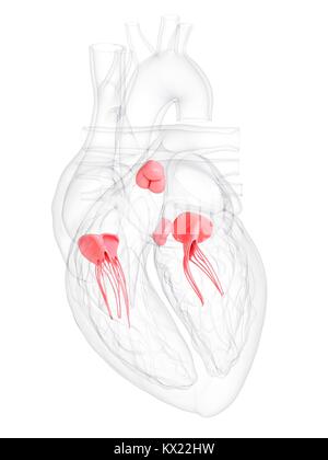 Coeur de l'homme avec des valves, de l'illustration. Banque D'Images