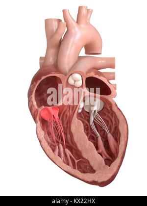 Coeur humain montrant la valve tricuspide, la section illustration. Banque D'Images