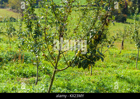 Apple Tree avec de petites pommes vertes pour le cidre. Asturias, Espagne Banque D'Images