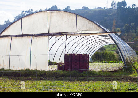 Serre plastique pour la culture de légumes biologiques dans les Asturies, Espagne Banque D'Images
