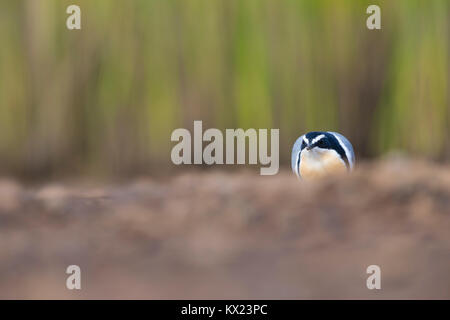 Pluvier siffleur égyptien Pluvianus aegyptius, adulte, qui se nourrissent de la rive du lac boueux, Saloum, de la Gambie, en novembre. Banque D'Images