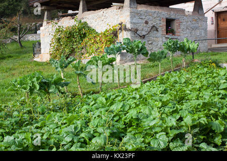 Choux de Bruxelles développe dans le jardin par Gallegos, Asturias, Espagne Banque D'Images