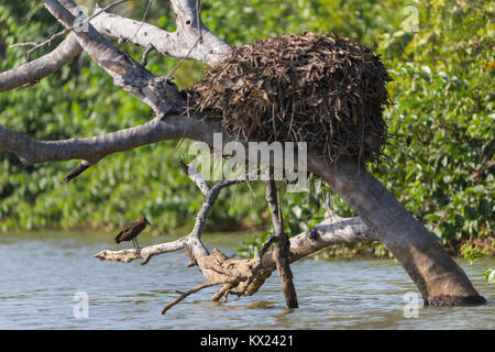 Hamerkop Scopus umbretta, adulte, comité permanent sur l'arbre immergé à côté du nid, fleuve Gambie, Georgetown, la Gambie en novembre. Banque D'Images