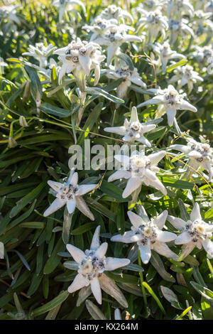 Edelweiss fleur dans les montagnes des Alpes Banque D'Images