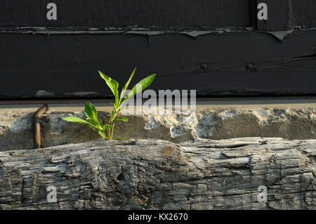 Plante pris racine entre le béton et bois planche sur un pare-chocs de quai de chargement Banque D'Images