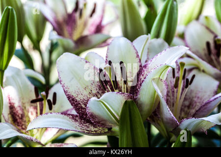 Lily Lilies Lilium 'Sweet Zanica' longiflorum Asiatic Lily fleurs blanches Banque D'Images