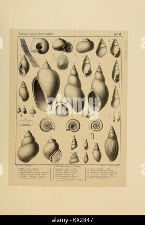 Cette assiette de livre de 'Die Land- und süsswasser Conchylien der Vorwelt' illustre des coquilles de mollusques d'eau douce et terrestres, documentant des espèces historiques. Banque D'Images