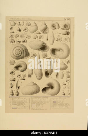 Une étude détaillée des mollusques fossiles terrestres et d'eau douce, fournissant des illustrations scientifiques et des informations taxonomiques des périodes préhistoriques. Banque D'Images