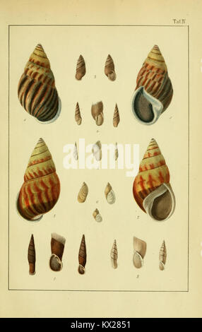 Illustration des espèces de mollusques terrestres et d'eau douce de Java, contribuant à l'étude de la biodiversité et de la répartition des espèces dans la région. Banque D'Images