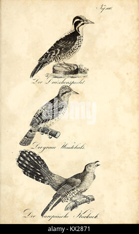 Cet ouvrage 'Die Naturgeschichte' fournit des illustrations fidèles et des descriptions détaillées de spécimens naturels, mettant l'accent sur la précision scientifique et l'observation. Banque D'Images
