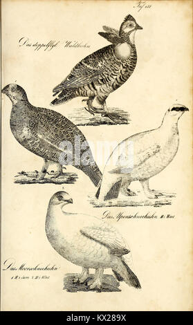 Une illustration zoologique de 'Die Naturgeschichte in getreuen Abbildungen', montrant des animaux rendus avec précision avec des descriptions détaillées de leur anatomie et de leur classification. Banque D'Images