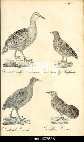 Plaque de la publication du XIXe siècle 'Die Naturgeschichte in getreuen Abbildungen' montrant des illustrations d'espèces rendues avec précision. Le travail reflète l’observation scientifique et la documentation de l’histoire naturelle à travers une représentation précise de la flore et de la faune. Banque D'Images