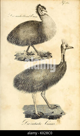 L'illustration de 'Die Naturgeschichte' fournit des représentations et des descriptions détaillées de plusieurs espèces, illustrant la recherche sur l'histoire naturelle et les études sur la biodiversité au XIXe siècle. Banque D'Images