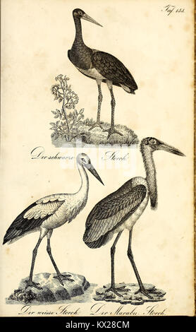 'Plaque de 'Die Naturgeschichte' montrant un spécimen d'histoire naturelle représenté avec précision avec une description morphologique complète, faisant partie de la documentation scientifique.' Banque D'Images