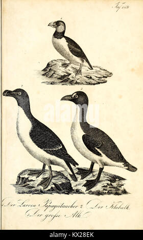 Cette illustration de 'Die Naturgeschichte' représente avec précision un spécimen naturel avec des descriptions détaillées, soutenant la compréhension scientifique de l'organisme et de ses caractéristiques. Banque D'Images