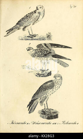 Cette image de 'Die Naturgeschichte' montre des illustrations détaillées et des descriptions des espèces, mettant l'accent sur leur histoire naturelle, leur habitat et leurs caractéristiques anatomiques à des fins scientifiques et éducatives. Banque D'Images