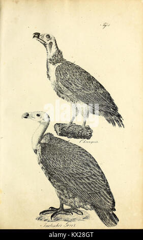 La planche 3 de 'Die Naturgeschichte' montre des espèces illustrées avec précision avec des descriptions détaillées pour des études d'histoire naturelle, mettant l'accent sur les informations morphologiques et écologiques. Banque D'Images