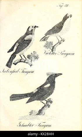 Cet ouvrage fournit des illustrations et des descriptions détaillées de spécimens d'histoire naturelle, représentant des plantes, des animaux et des minéraux avec une précision scientifique. Banque D'Images