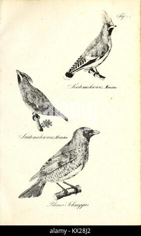 Cette illustration détaillée de 'Die Naturgeschichte' met en évidence diverses espèces, offrant un aperçu de leur classification et de leurs caractéristiques dans la compréhension scientifique du XIXe siècle. Banque D'Images