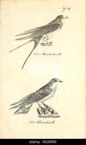 Cette illustration détaillée de 'Die Naturgeschichte' montre des représentations précises de plantes et d'animaux avec des descriptions qui les accompagnent, reflétant les pratiques documentaires de l'histoire naturelle du XIXe siècle. Banque D'Images