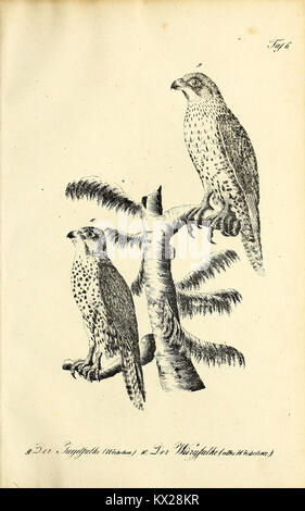 Cette illustration de 'Die Naturgeschichte' représente avec précision des spécimens naturels avec des annotations détaillées, soutenant l'étude de la biologie, de la taxonomie et de l'histoire naturelle. Banque D'Images