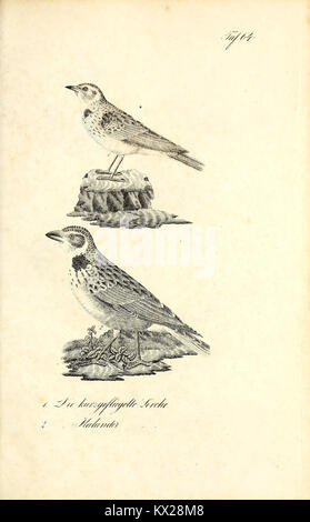 Cette illustration de 'Die Naturgeschichte' représente un spécimen spécifique avec une description détaillée, soulignant la précision scientifique dans l'observation de l'histoire naturelle. Banque D'Images